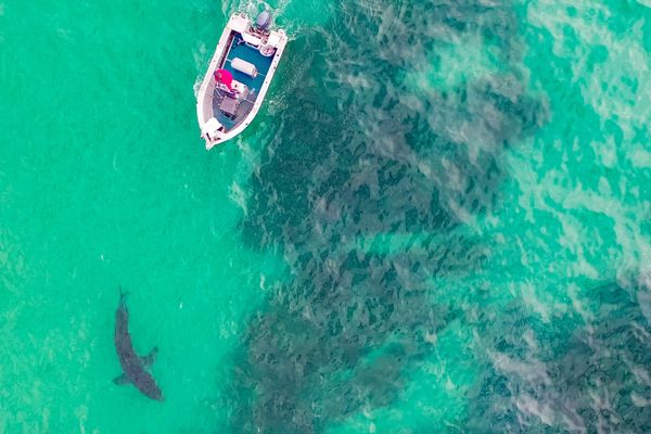 Dr Rip's Science of the Surf: Drones and Sharks post image