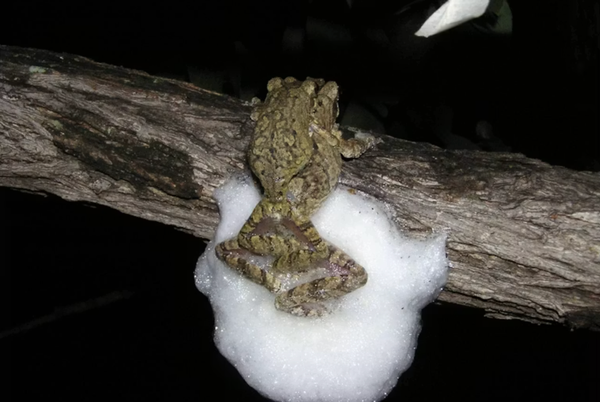 The sex life of treefrogs: how females build better nests by mating with multiple partners post image