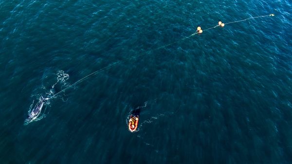 Why are we seeing more whale entanglements? post image