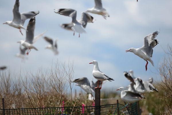 Bird flu risk rises in spring as gulls gather on Five Islands post image