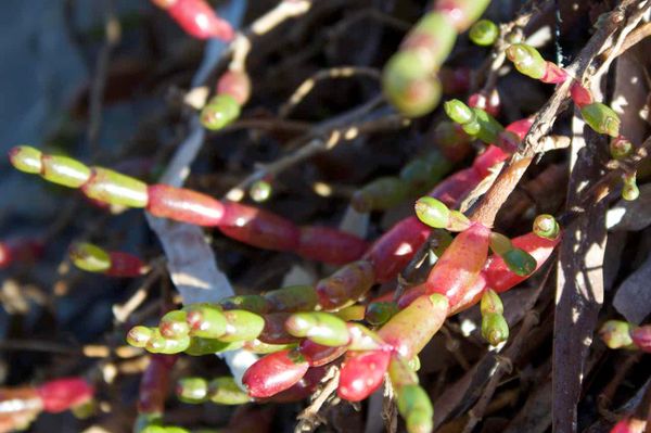 Coastal Saltmarsh is home to a range of interesting plants, many fleshy or semi-succululent, including Samphire (Sarcocornia quinqueflora). Image by Julie Burgher.
