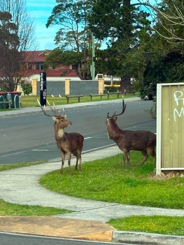 'Sadly, they shouldn't be there': why scientists back deer action post image