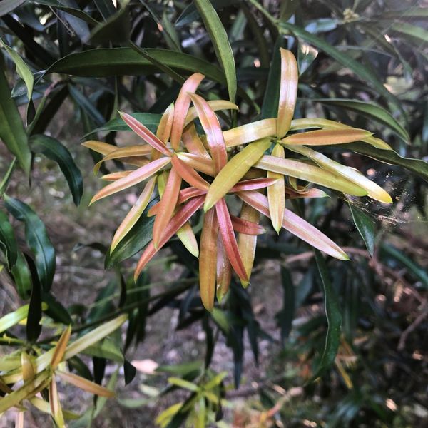 The strikingly colourful new foliage of Illawarra Plum Pine (Podocarpus elatus), generally appearing in spring. Image by Emma Rooksby. 