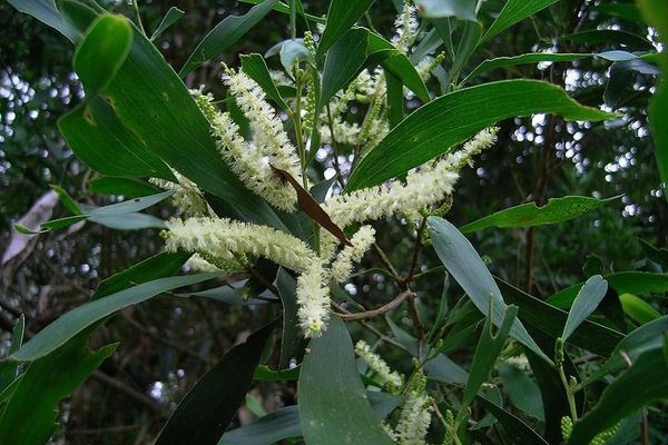 Why cockatoos are going crackers over this wattle post image