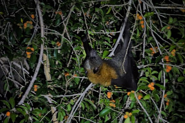 A Grey-headed flying fox enjoying the fruit on a Cockspur Thorn (Maclura cochinchinensis) vine. Image by Anthony Wardle.  