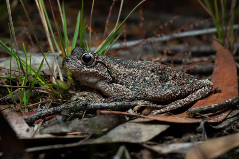 Look out for April's frog of the month in wet weather post image