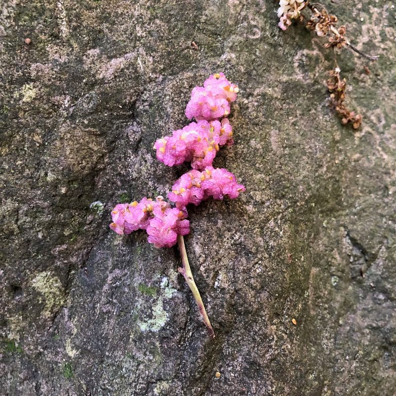 The succulent raspberry-like fruit of the Giant Stinging Tree (Dendrocnide excelsa). Succulent pink fruit on a grey bark background. Image by Emma Rooksby. 