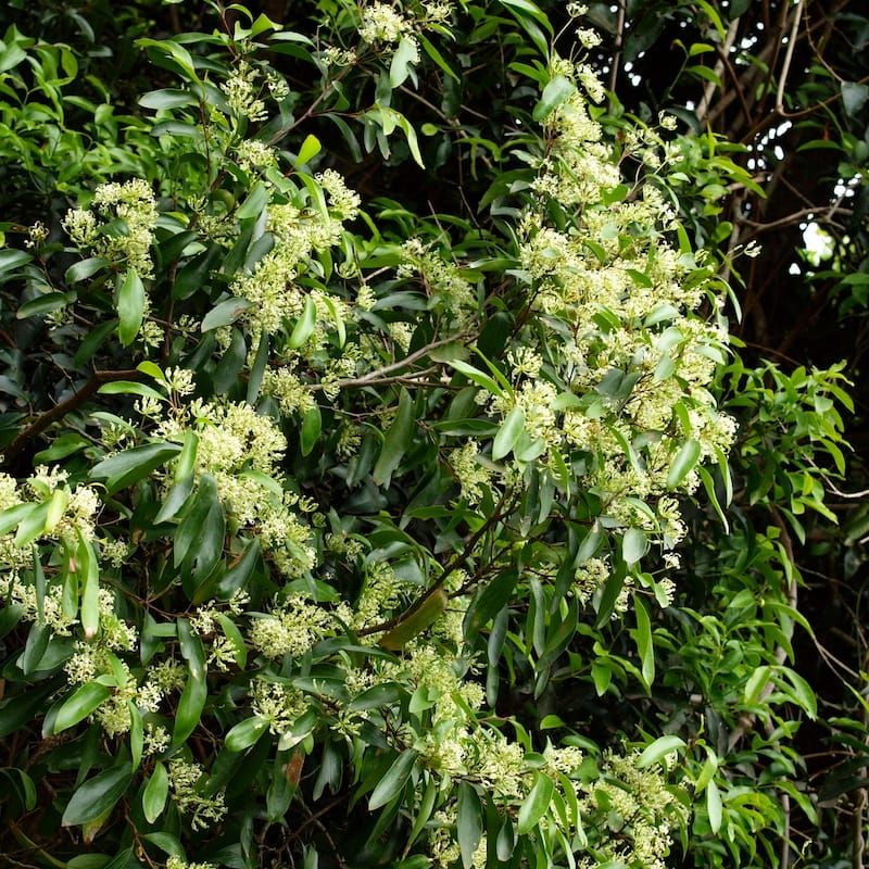 Flowering now: the decorative scrub beefwood post image