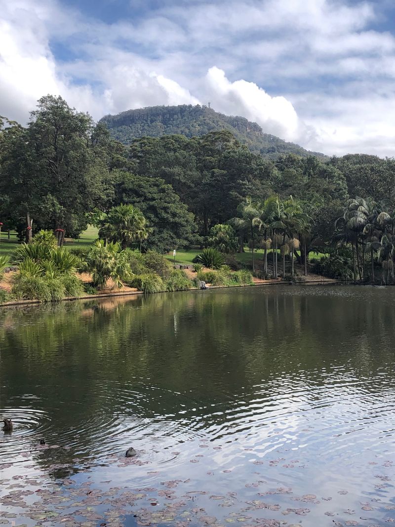 Wollongong Botanic Garden is a safe and welcoming place to spend time in nature, with all its health and wellbeing benefits. Image by Keith Horton. 