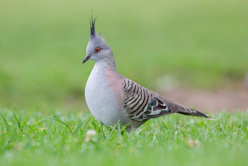 Bird of the Month: Crested Pigeon post image