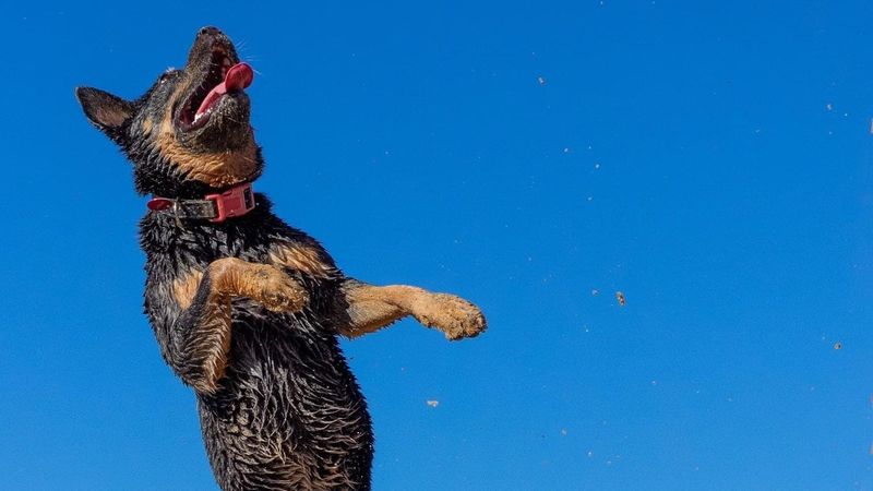 Call the Pup-arazzi post image