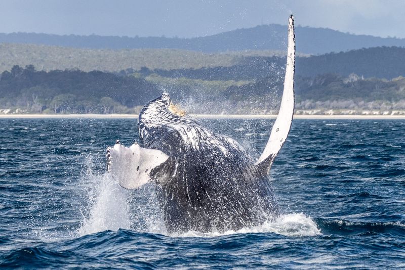 Census volunteers spy 107 whales from Port Kembla post image