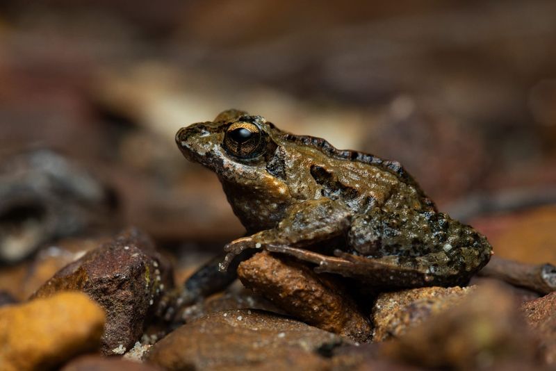 Frog of  the Month post image