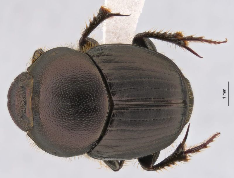 Beetling About in a Diverse Microhabitat post image