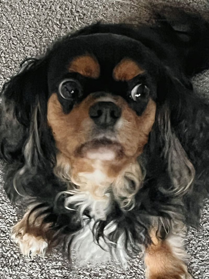 Call the Pup-arazzi post image