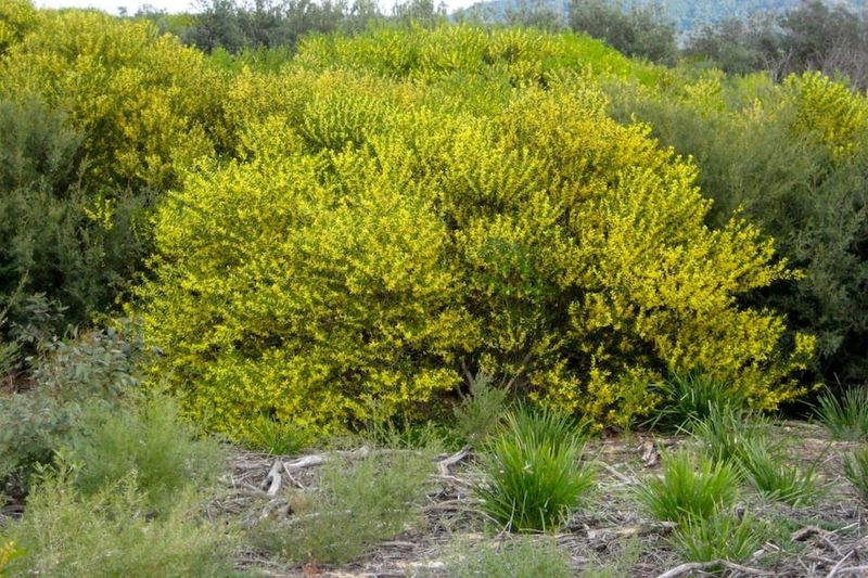 Coastal Wattle (Acacia longifolia subsp. sophorae) in full and splendid flower. Image by Leon Fuller. 