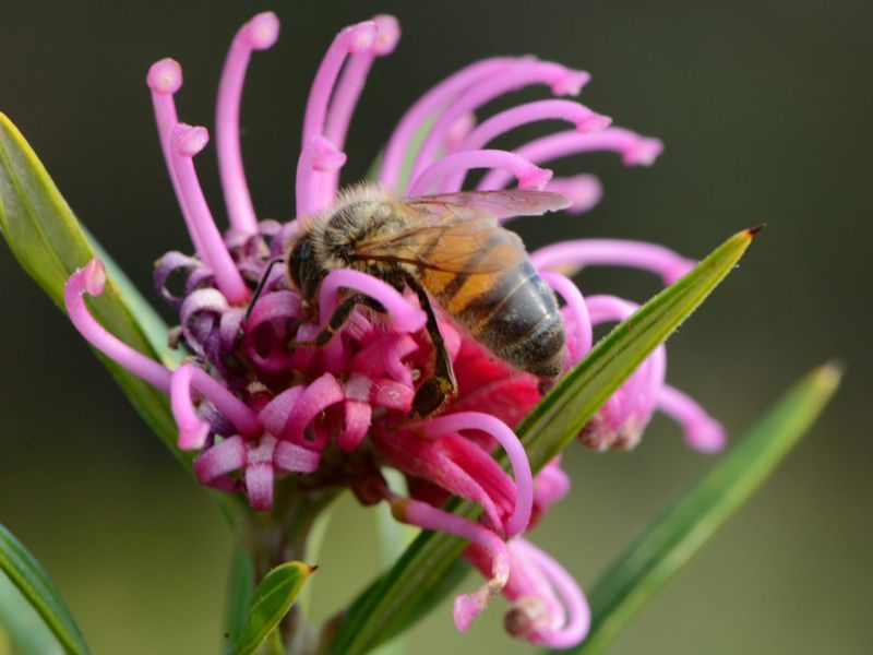 Buzz about grevilleas post image