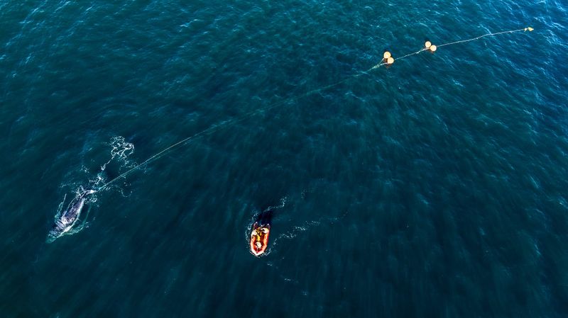 Why are we seeing more whale entanglements? post image