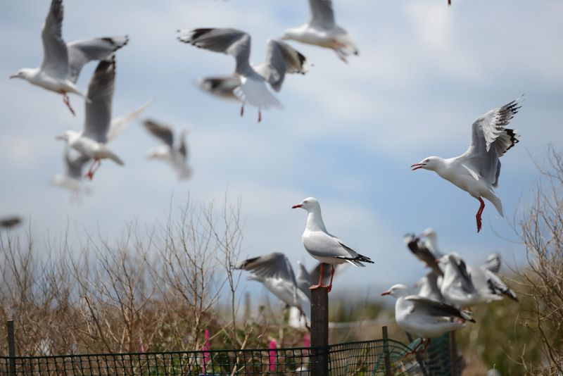 Bird flu risk rises in spring as gulls gather on Five Islands post image