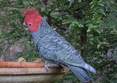 Using local native plants in gardening and landscaping provides additional habitat for native birds and other fauna. Gang-gang Cockatoos come regularly to this urban fringe habitat garden, wh