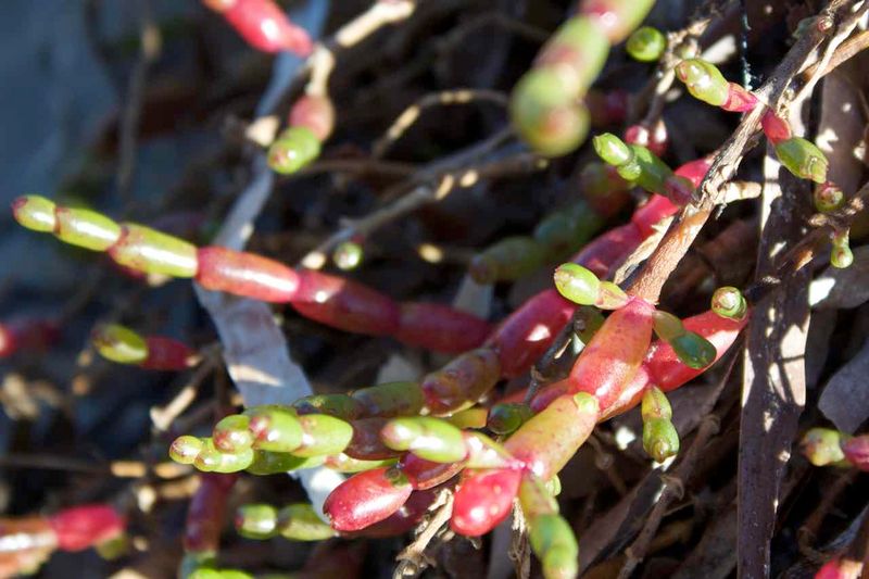 Coastal Saltmarsh is home to a range of interesting plants, many fleshy or semi-succululent, including Samphire (Sarcocornia quinqueflora). Image by Julie Burgher.