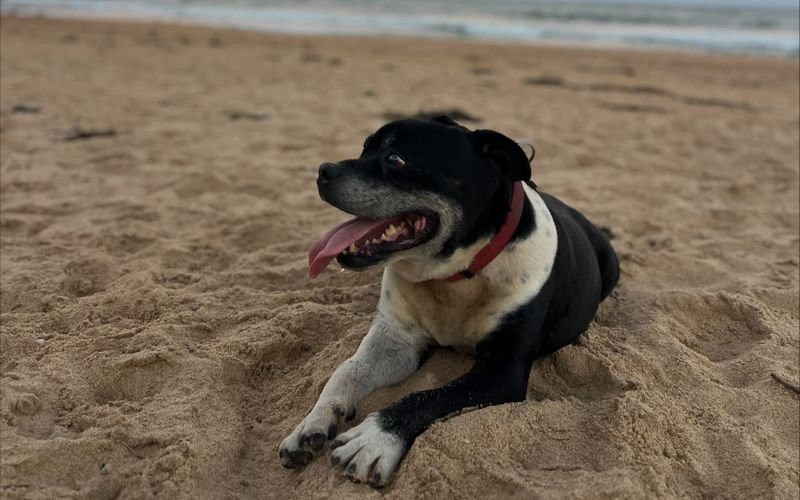 Call the Pup-arazzi post image