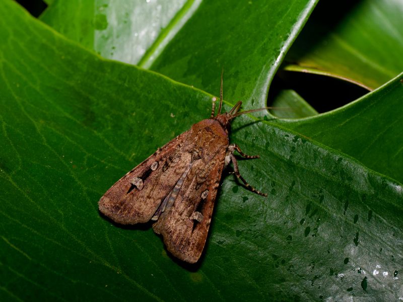 Mothmaggedon: Where the Bogongs came from and where they have gone post image