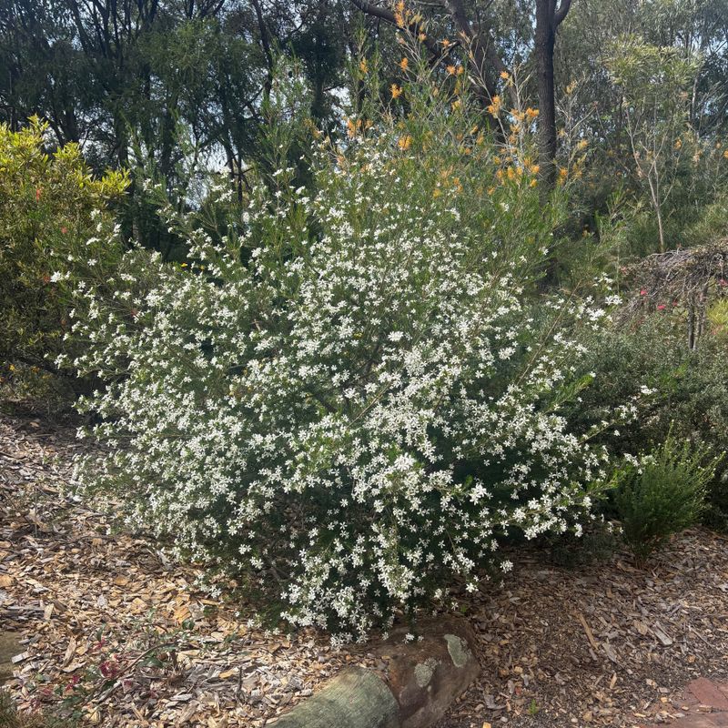 A profusely flowering Wedding Bush (Ricinocarpos pinifolius) at the Illawarra Grevillea Park Botanic Garden in Bulli. Thanks to Tracee Lea for showing me around on a Monday. (Please ignore th