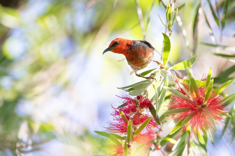 Bird of the Month: Scarlet Honeyeater post image