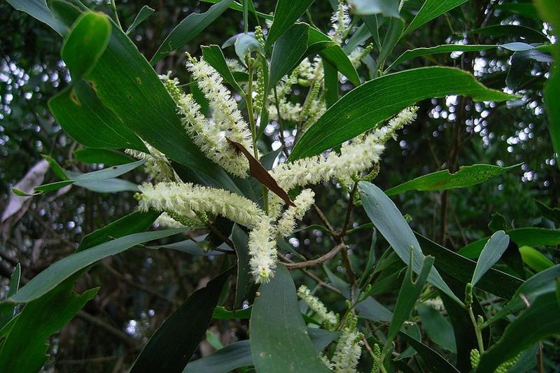 Why cockatoos are going crackers over this wattle post image