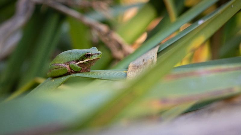 Frog of the month has mighty call – for its size post image