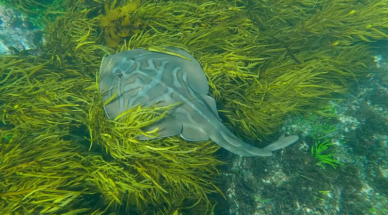 Hello Fish returns to Sandon Point post image