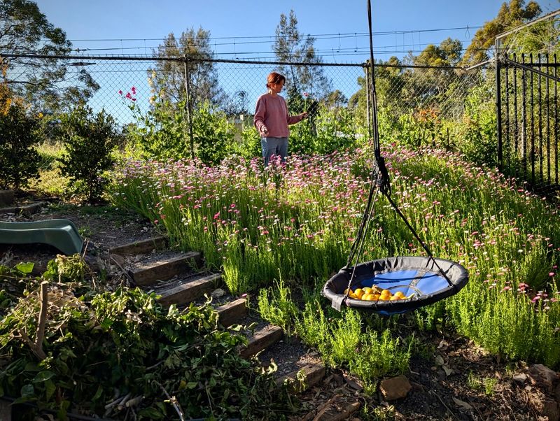 Business is blooming at a backyard flower farm in Thirroul post image