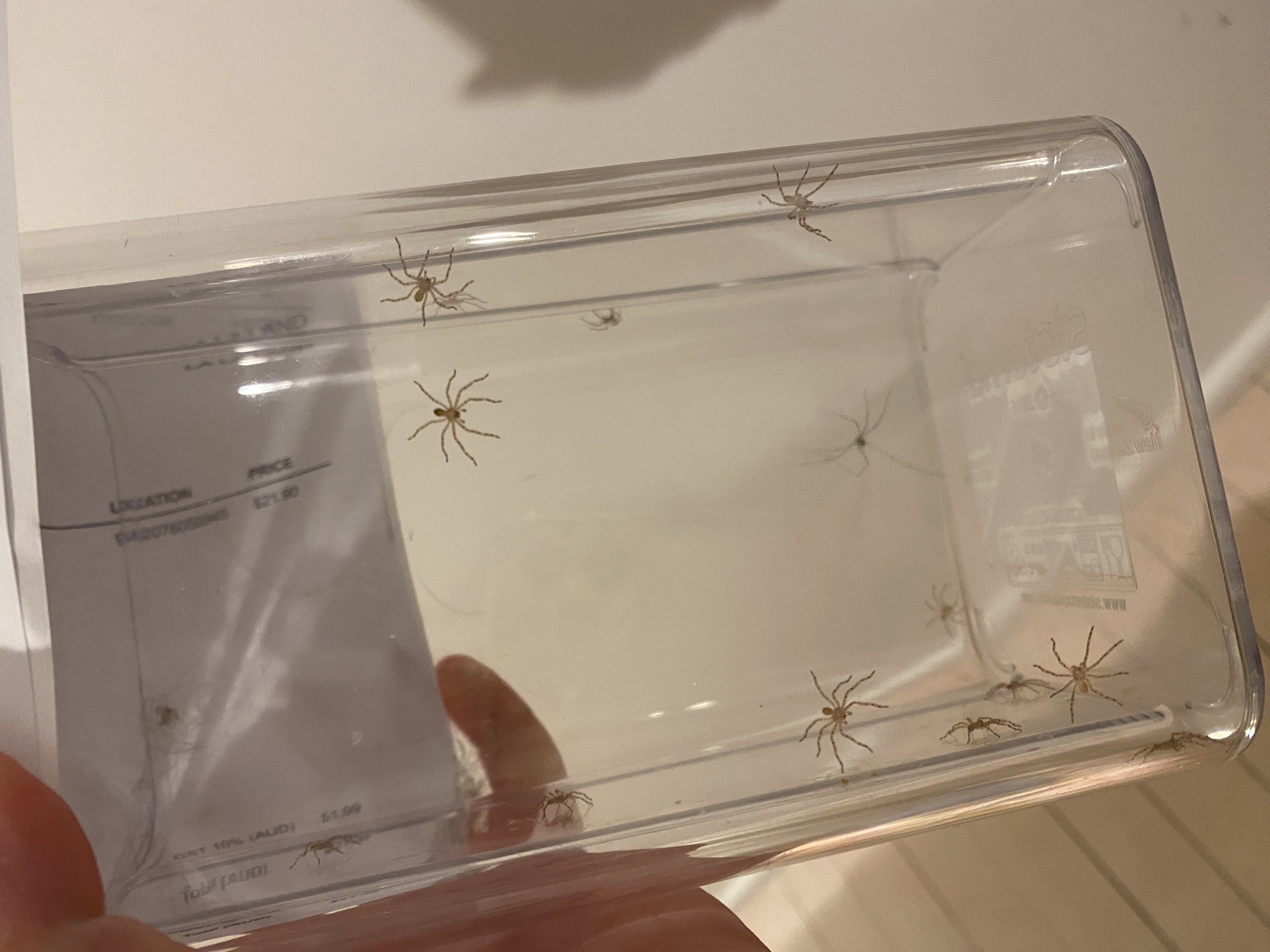 Nature Notes: Fins and Fangs