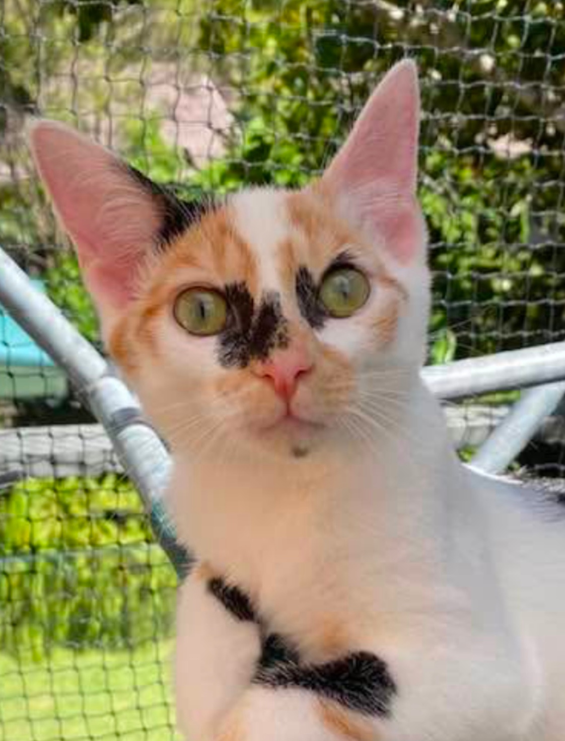 Adopt a Kitten: Rapture and her sibling need homes  post image