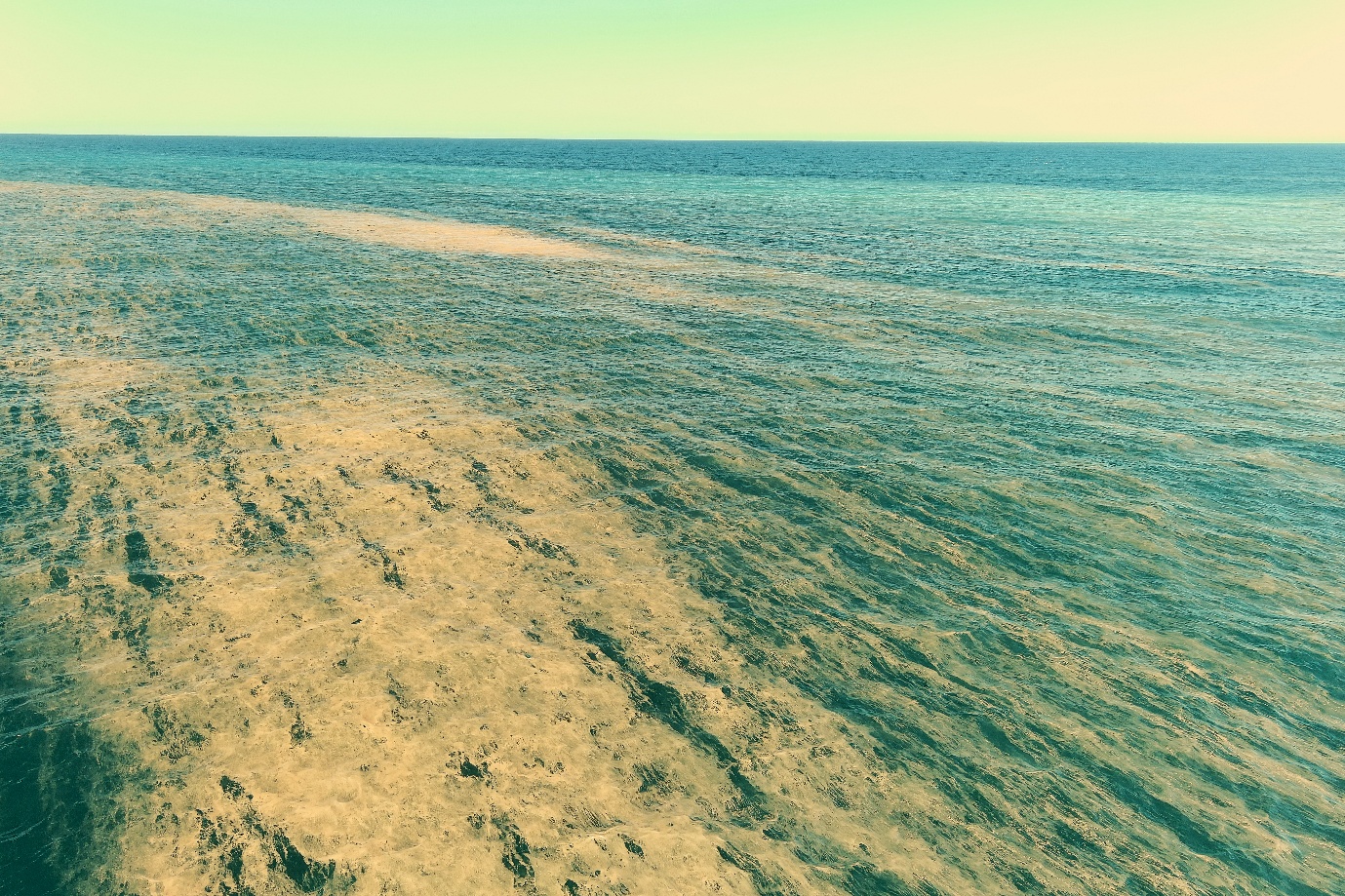 Hello Fish: Sea sawdust at Bulli