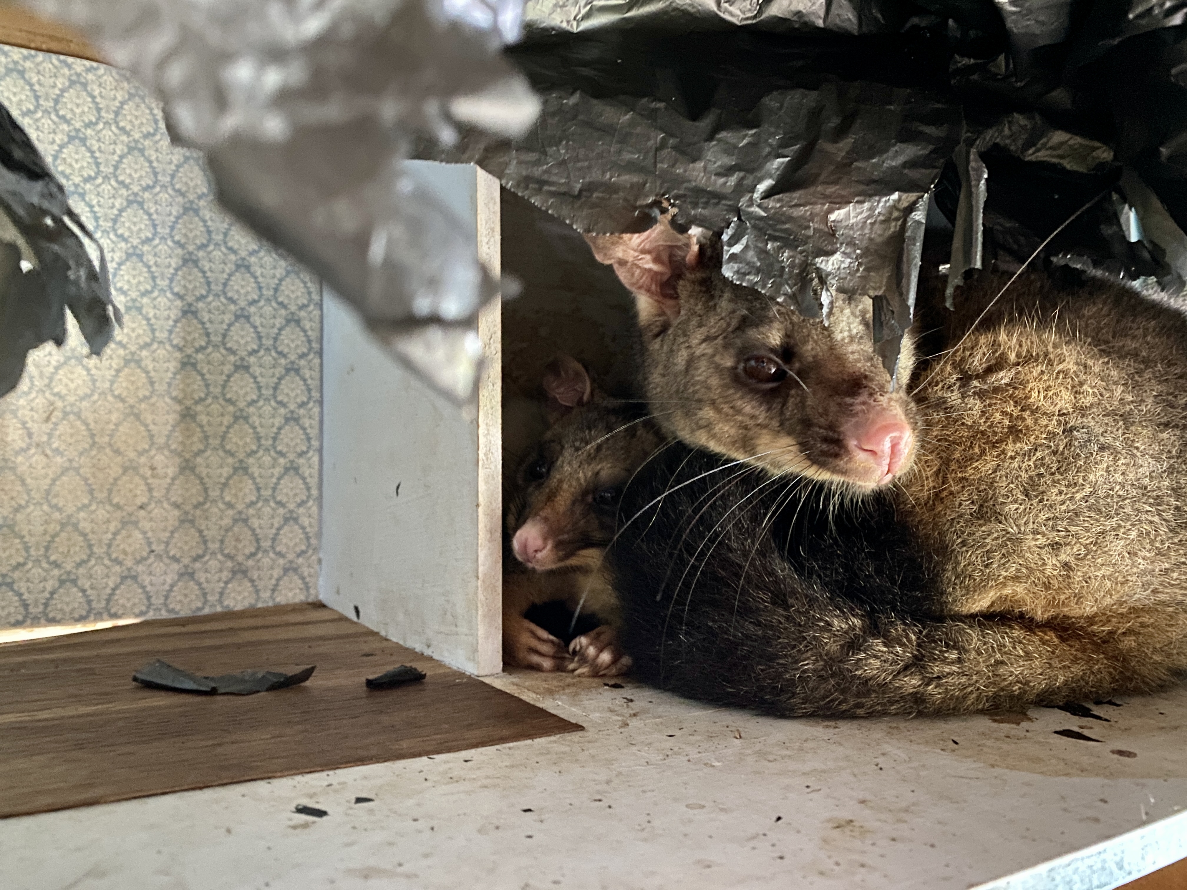 Why Hollows as Homes matter