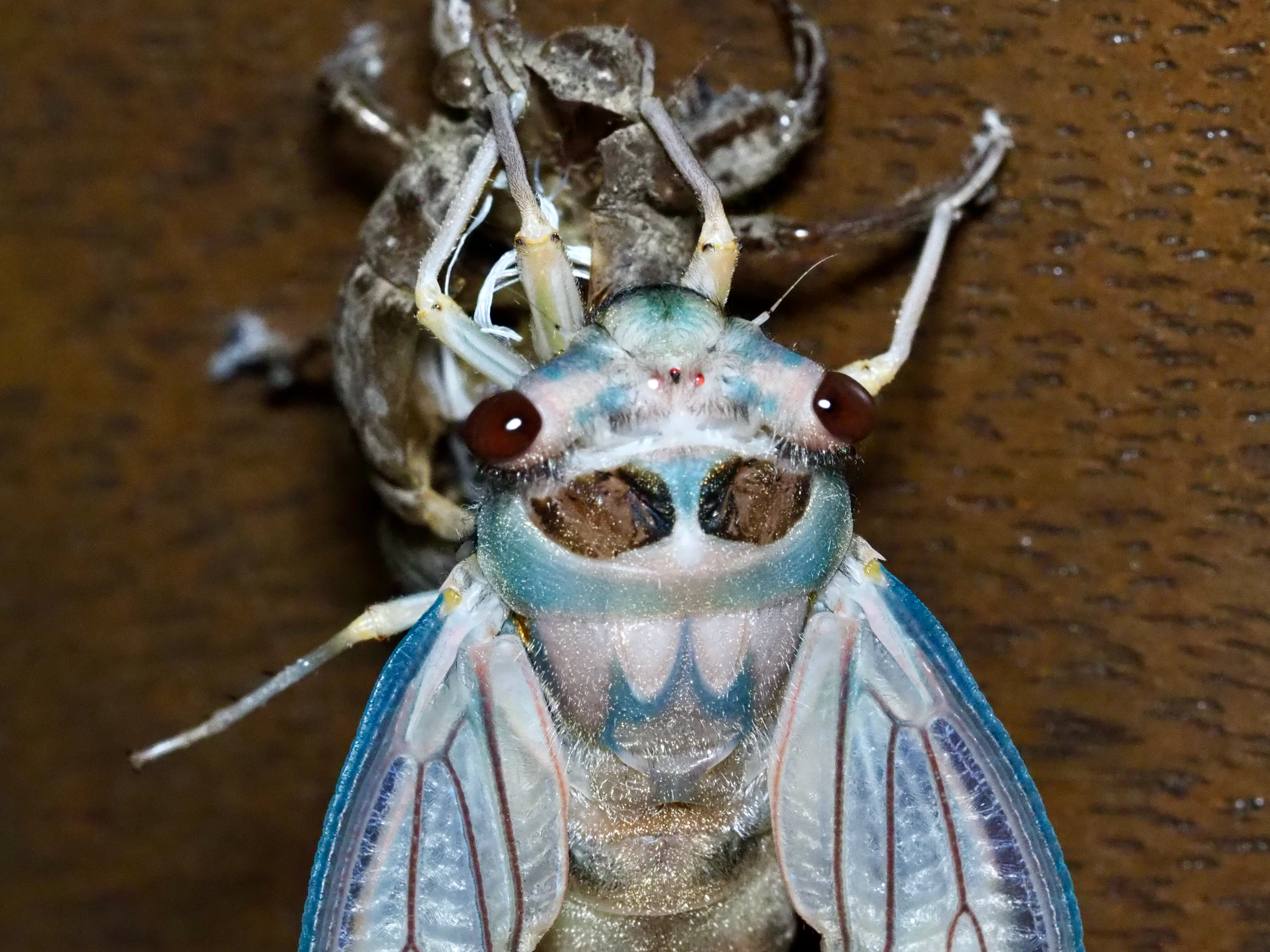 Here come the cicadas: Don't miss summer's best show