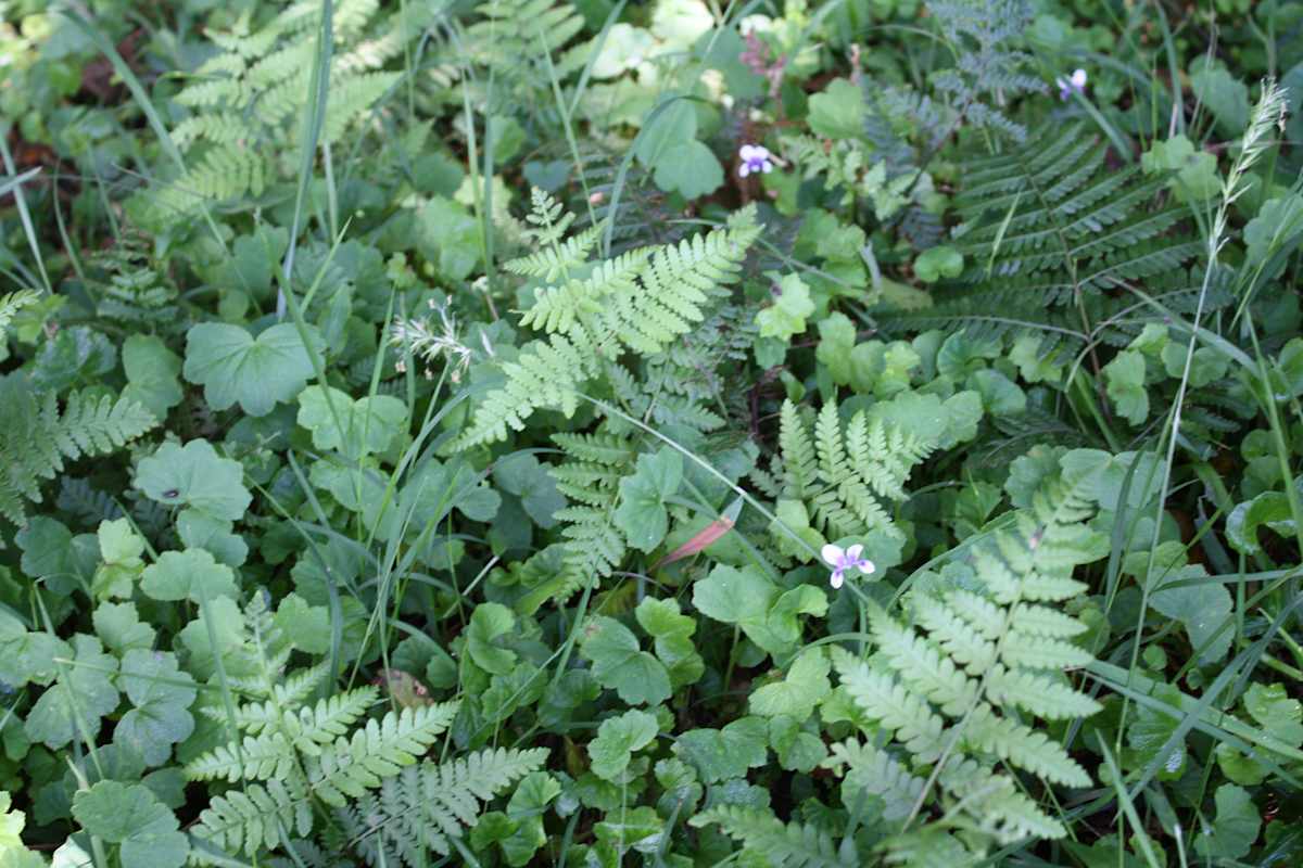 Up at Saddleback Mountain, the native vegetation alongside the maintained walking tracks is incredibly biodiverse, with grasses, groundcovers, and ferns sharing the space. This image includes Native Violet (Viola hederacea), Harsh Ground Fern (Hypolepis muelleri), Lawn Water Pennywort (Hydrocotyle peduncularis), Wallaby Grass (Rytidosperma sp.) and Gotu Kola (Centella asiatica). Image by Emma Rooksby. 