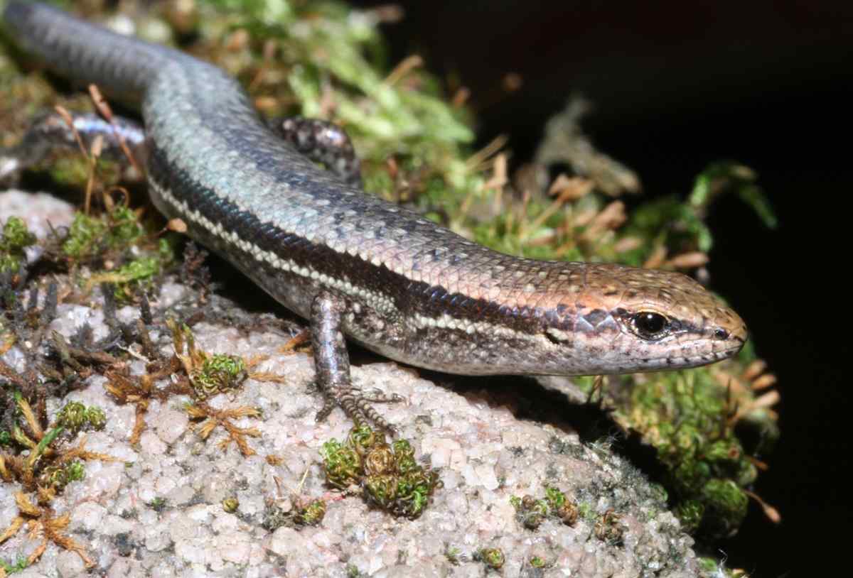The beautiful Garden Skink (Eulamprus guichenoti), one of the more common species of lizard to be seen locally. Image by Garry Daly.