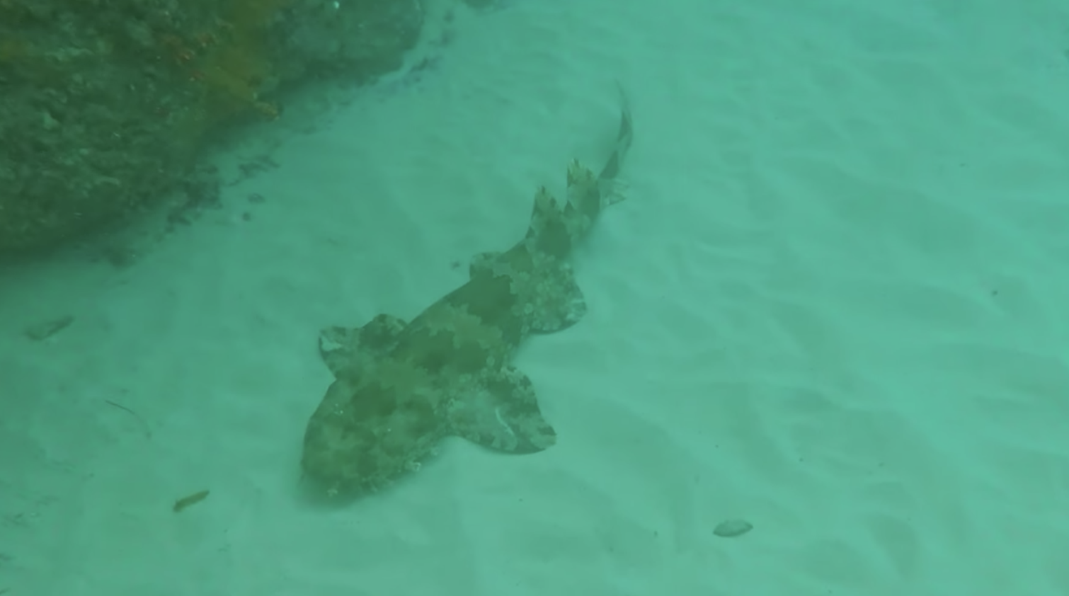 Hello Fish at The Farm