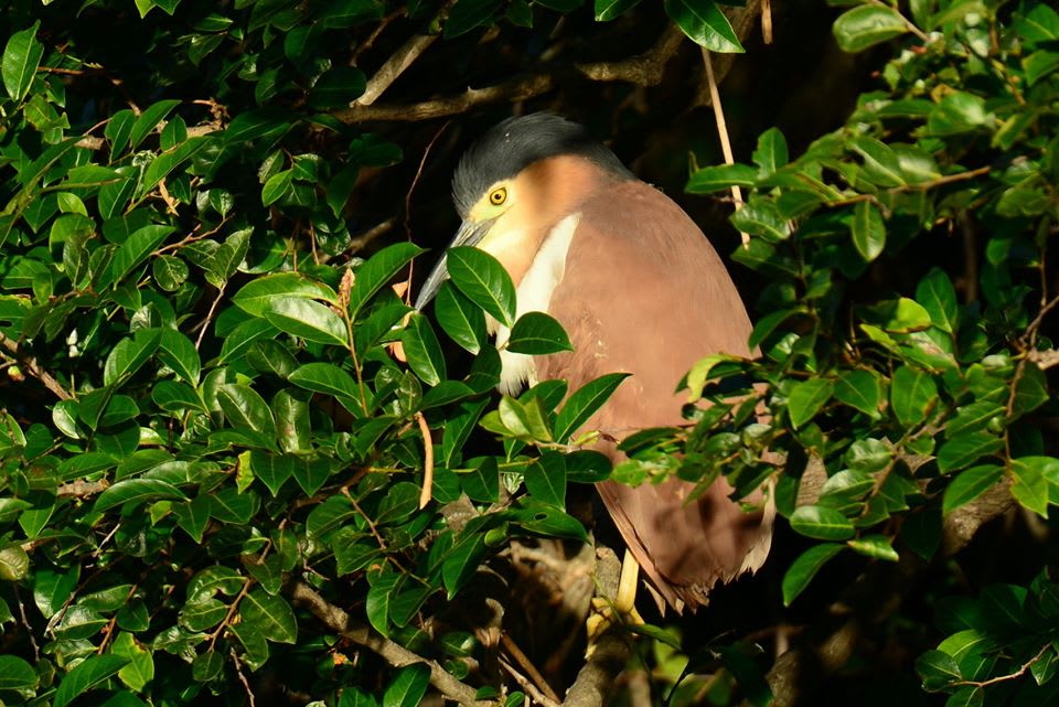 A Nankeen Night Heron (Nycticorax caledonicus) in a Cheese Tree (Glochidion ferdinandi). Image by Anthony Wardle. 