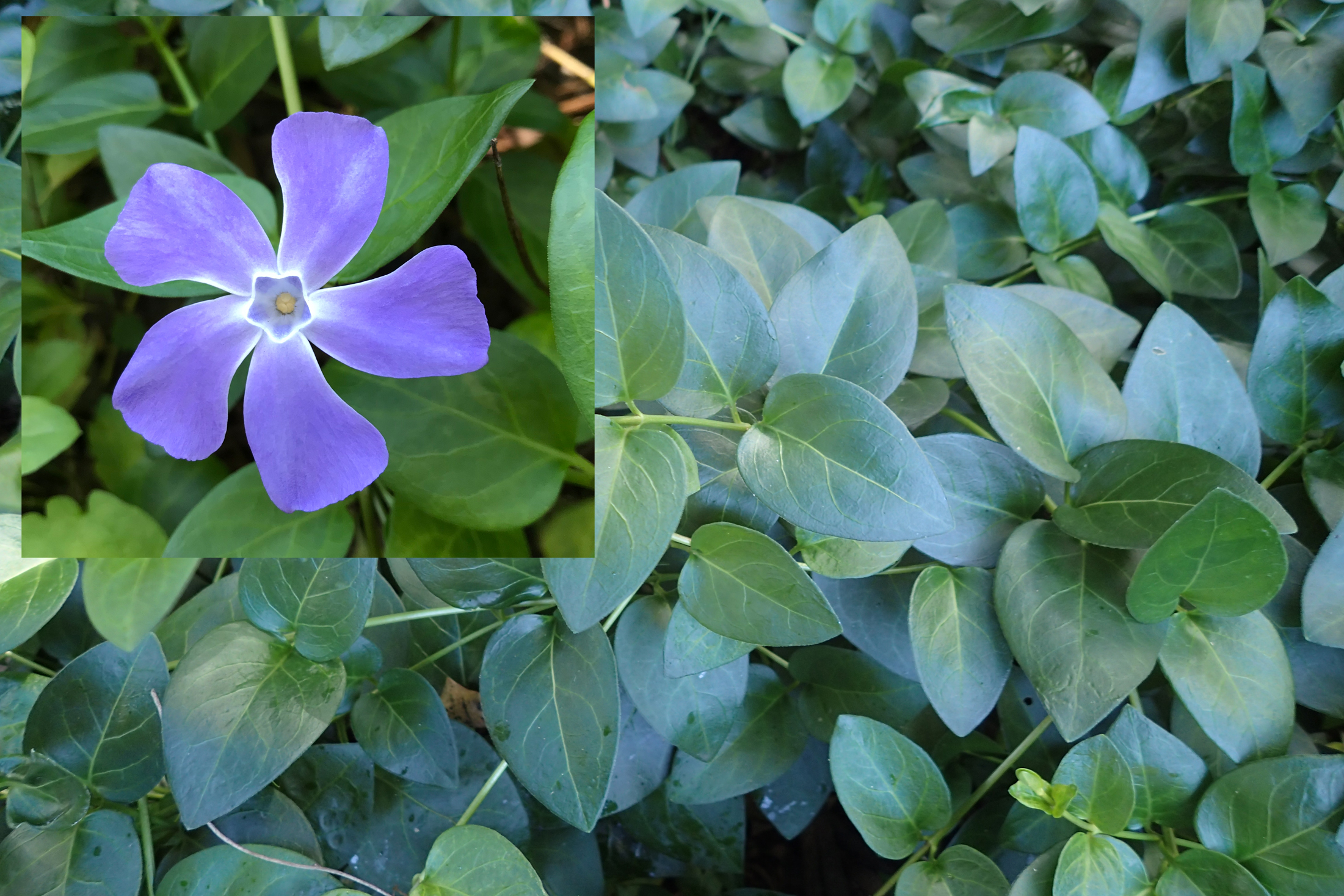 Watch out for Blue periwinkle
