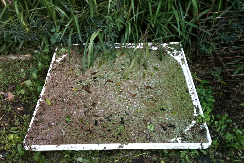 Pacific Azolla (A. filiculoides) growing in a repurposed bathtub at Greenhouse Park. Its habit of fixing nitrogen from the air, and its rapid growth mean it can be harvested and used to enrich soil or add nitrogen to compost. Image by Emma Rooksby. 
