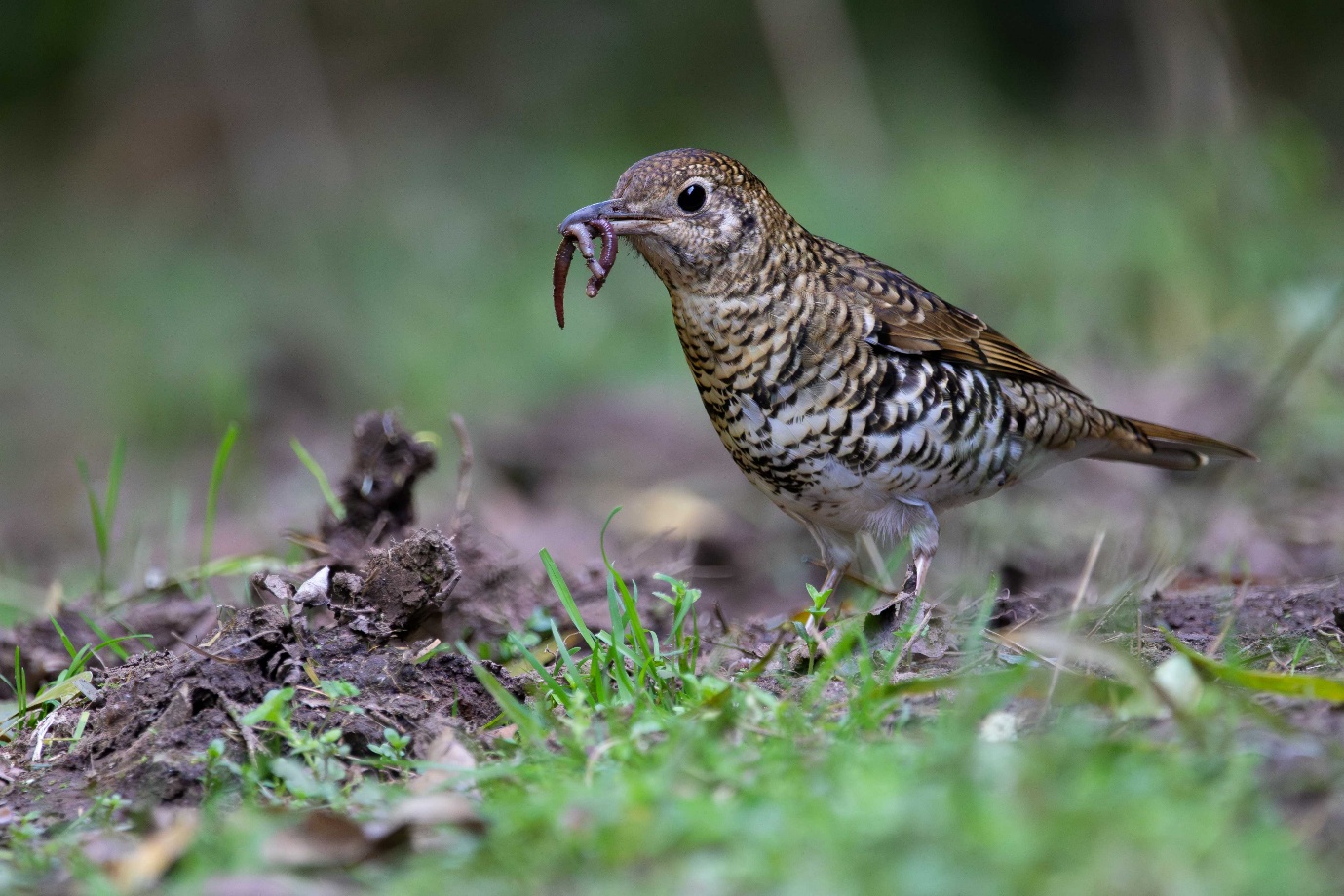 Spring's Bird of the Month: Bassian Thrush