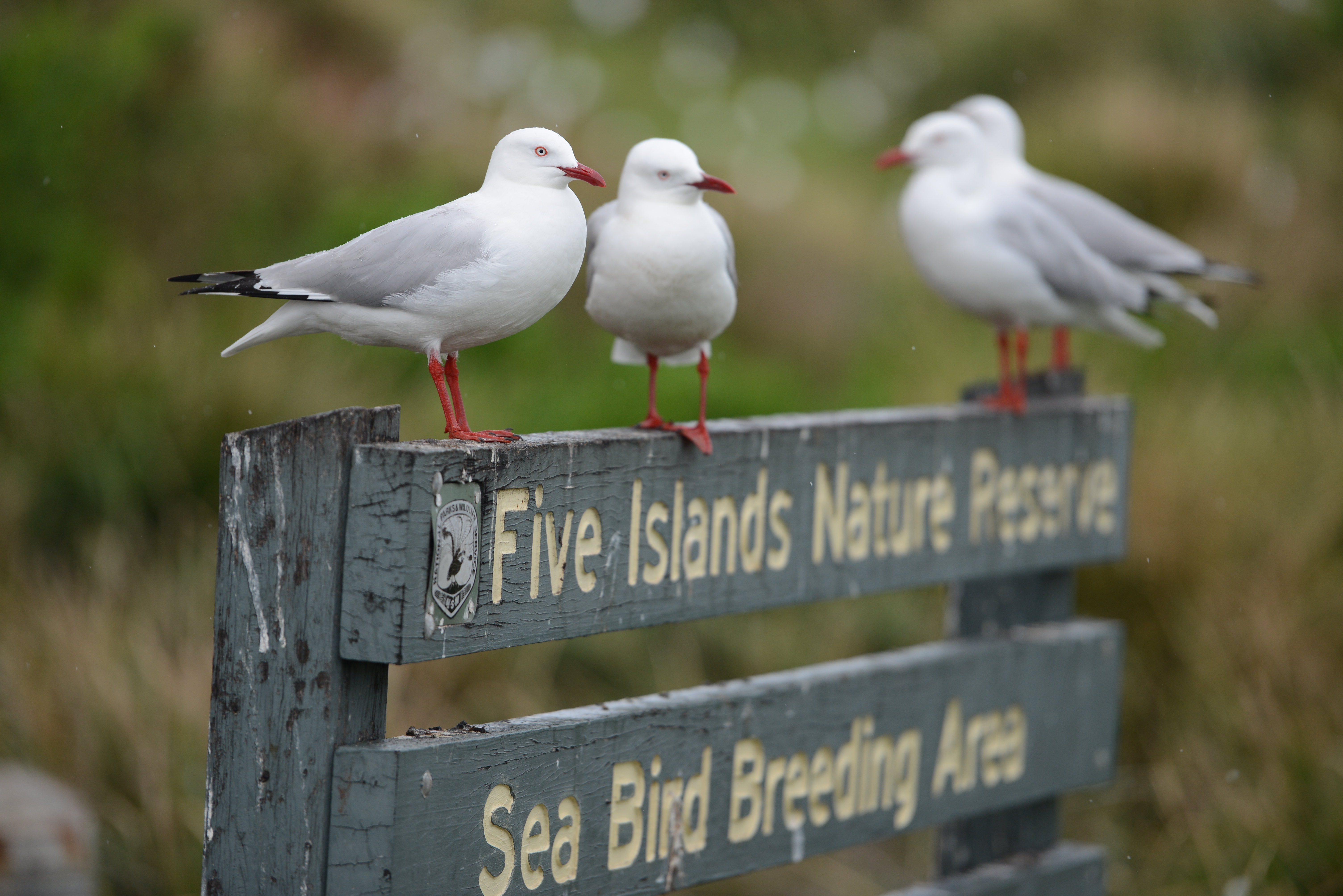 For the birds: Why wind research should be shared  post image
