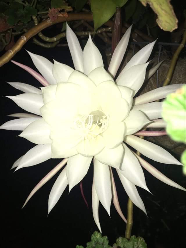 The Queen that blossoms while you're sleeping