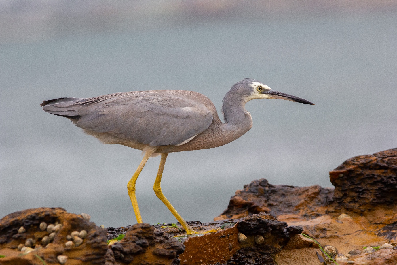 Bird of the Month: White-faced Heron  post image