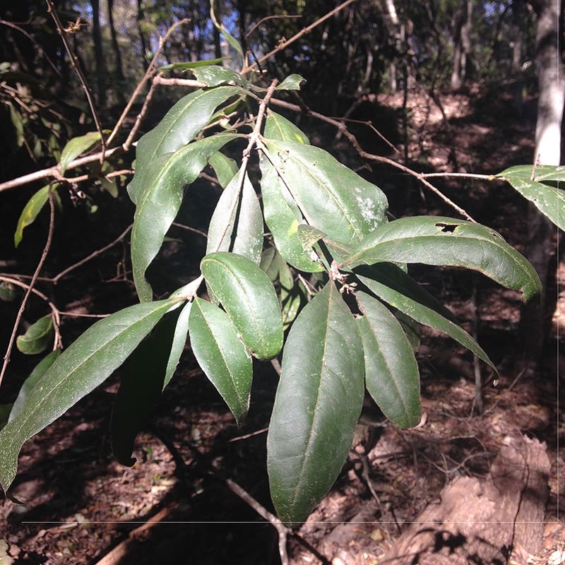 Native Mock Olive (Notelaea venosa) showing the veiny leaves that give this plant its common name. Image by Emma Rooksby.
