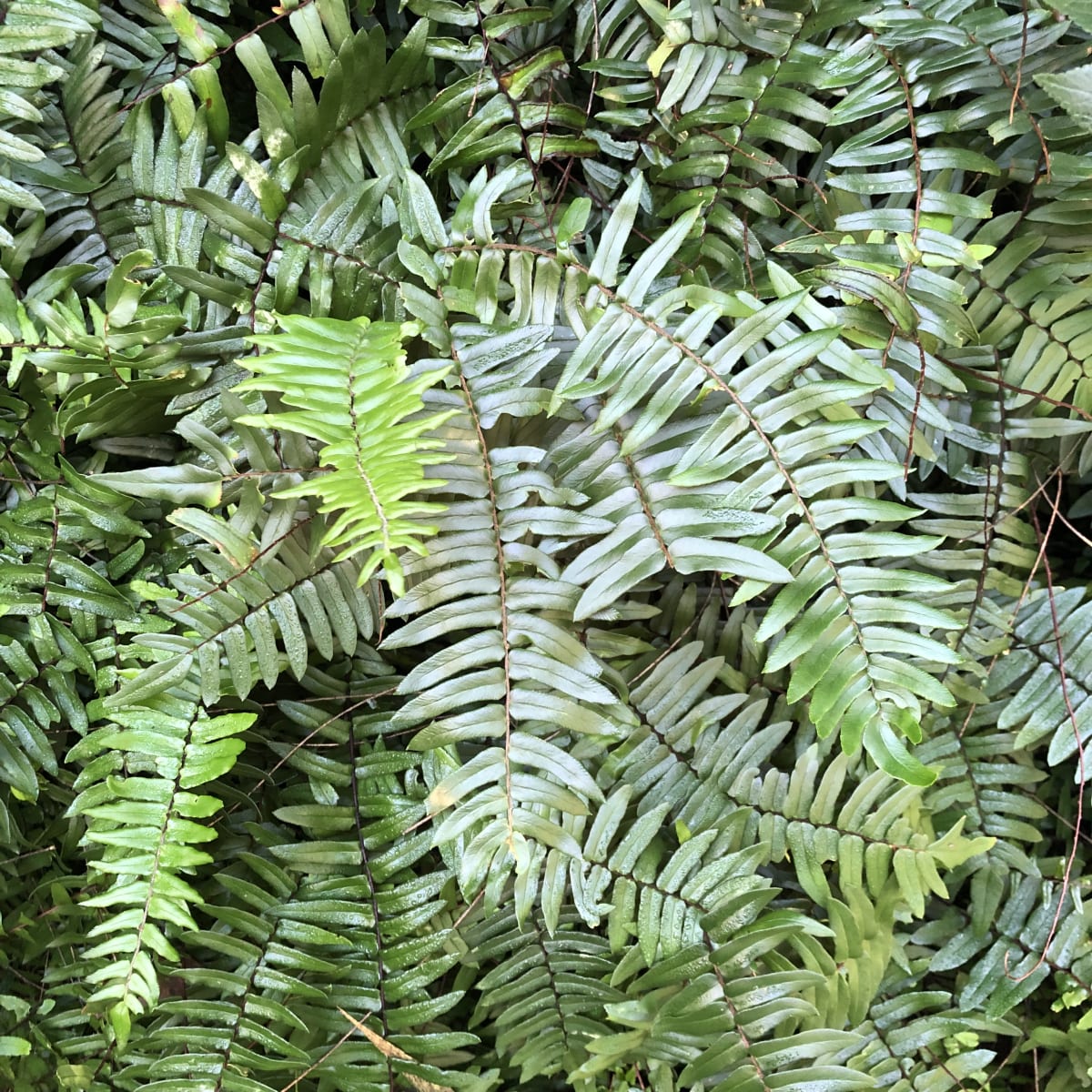 Looked at closely, the fronds of Sickle Fern are quite different from those of the introduced Fishbone Fern. They're at least as pretty and much better for local biodiversity.  Image by Emma Rooksby.